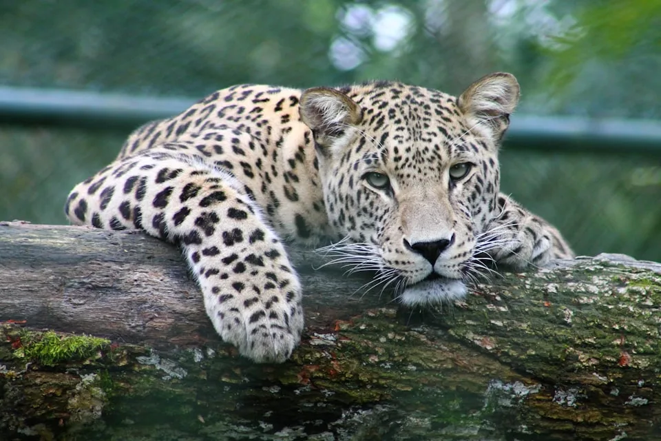 Biocultural Jaguar Credits — umbrella species stewardship, Sharamentsa Community, Ecuador
