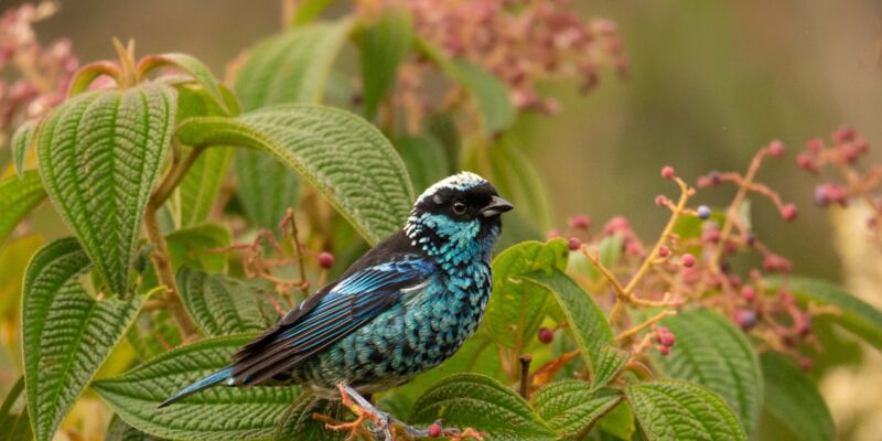 El Globo Habitat Bank