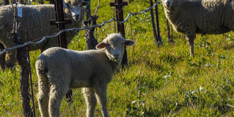 Grgich Hills Estate Regenerative Sheep Grazing