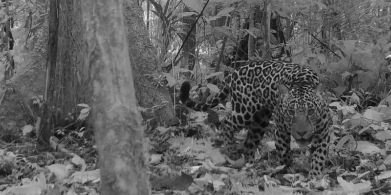 Biocultural Jaguar Credits, Ancestral Stewardship in the Sharamentsa Community