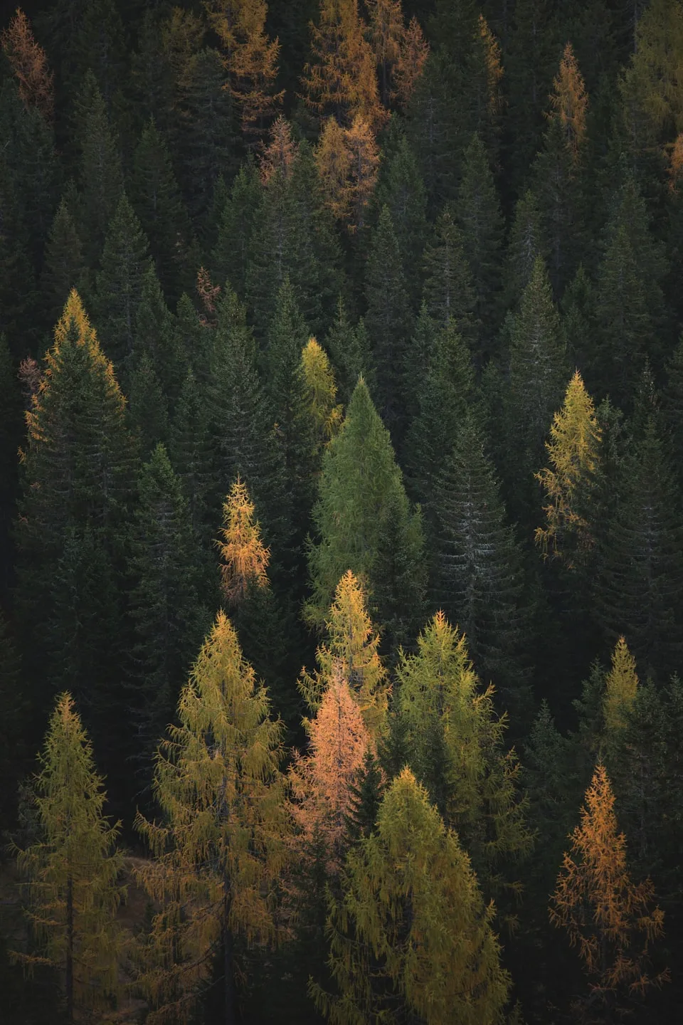 St. Elmo Preservation Project — carbon credits, oak-pine forest, Chattanooga, Tennessee